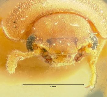 Media type: image;   Entomology 34128 Aspect: head frontal view